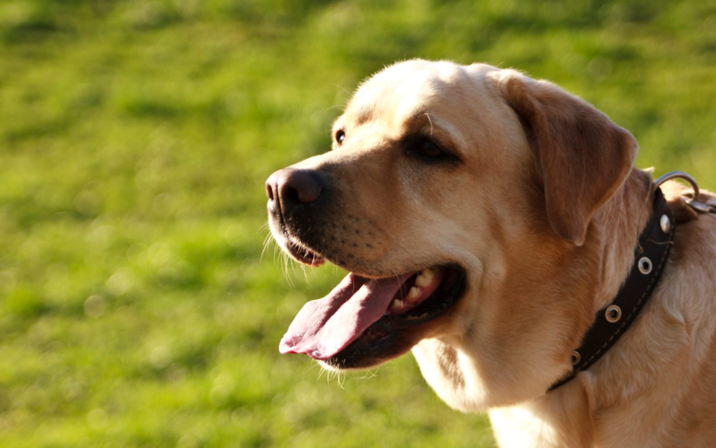 Teaching Your Pup Manners On The Leash | Treat For Dog - Brain Training ...