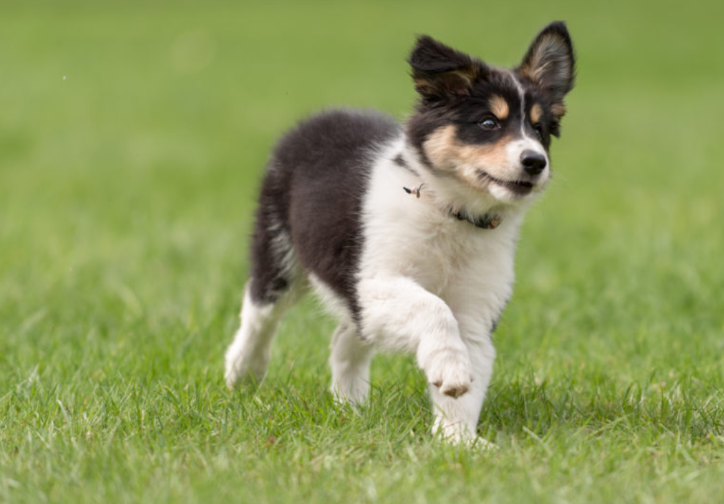 adult-dog-potty-training-treat-for-dog-brain-training-for-dogs-dog