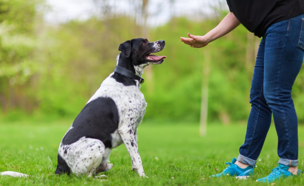 mastering-puppy-leash-etiquette-with-cesar-millan-treat-for-dog-brain-training-for-dogs-dog