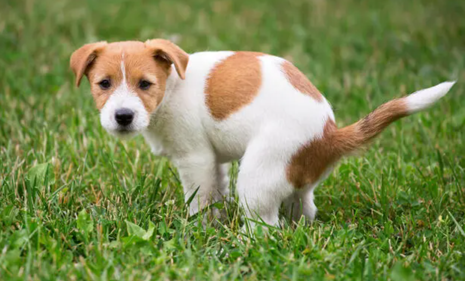 How to Toilet Train a Puppy in 7 Days, The Guide to Puppy Potty Training